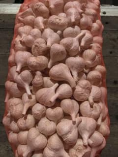 青森県産 令和8年 半乾にんにく 福地ホワイト六片 小 10kg - メルカリ