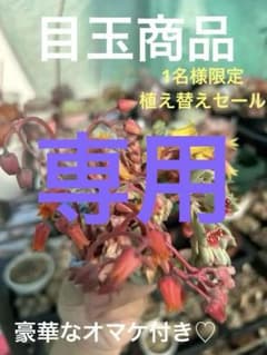 多肉植物 花芽セット 今シーズンラストのサムネイル