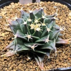 オブレゴニア デニグリー 大疣選抜 実生 鉢植えメルカリ便送料込み オブレゴニア デニグリー 大疣選抜 実生 鉢植えメルカリ便送料