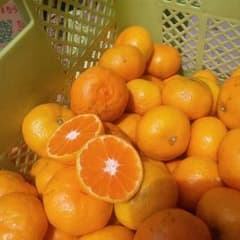aky 様★専用みかん５キロのサムネイル