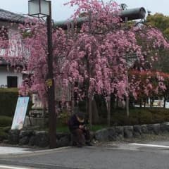若月ポストカードのサムネイル