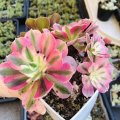 現物 ピンクウィッチ 群生 5頭 アエオニウム 多肉植物 - メルカリ