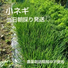 朝採り 当日発送 ネコポス 小ネギ 農薬栽培期間中不使用 - メルカリ