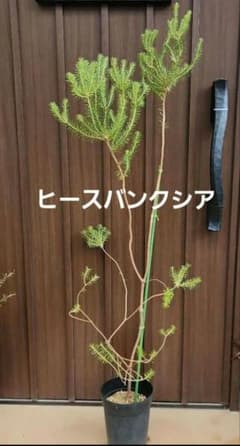 ヒースバンクシア 鉢植え 苗 オージープランツ ドライガーデン - メルカリ