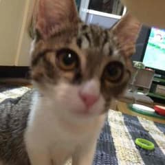 ponyo様専用 ギターのサムネイル