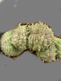オベサ 綴化 約７センチ カキコ微根のサムネイル