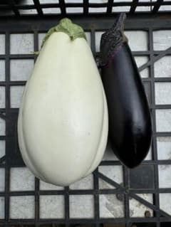 ナス詰め合わせ　80サイズいっぱい　白茄子　千両茄子　茄子　農薬不使用のサムネイル