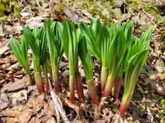 北海道産　行者にんにく春苗(大)１０本のサムネイル