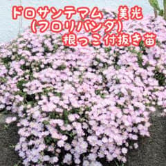 ドロサンテマム　美光☆　根っこ付苗　5本のサムネイル