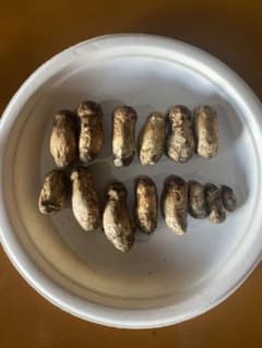 岩手県産天然松茸約100g （9月11日午後採れ！） - メルカリ