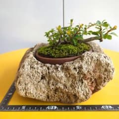 手彫り軽石鉢 　盆栽  ミニ盆栽  山野草    サボテン   他のサムネイル