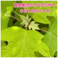 黄金葉カシワバアジサイ　リトルハニー 苗のサムネイル
