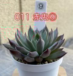 ミックスベリア【011赤鬼】⑨ 抜き苗 札なし - メルカリ