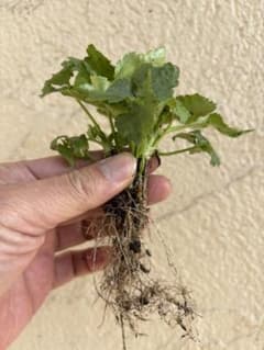 ミツバ みつば 三つ葉 3株 苗 - メルカリ