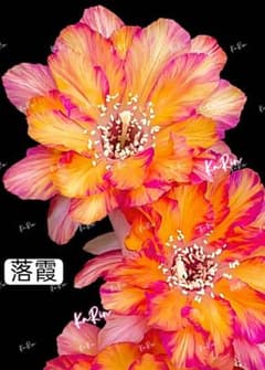 97-落霞 新品種花サボテン ロビビア属 複色咲き カキコ 今年開花見込