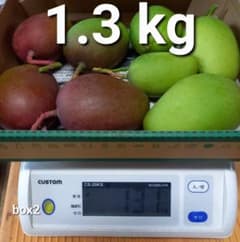 マンゴー+摘果/1.3 kg including box/コンビニ/ATM ❌️ - メルカリ