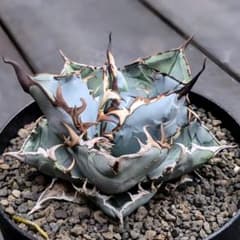 チタノタブルー　超選抜実生　直子株出品（画像4枚目以降が出品株） ラスト一株‼️アガベ チタノタ ブルー実生 超選抜 唯一無二子株出品検