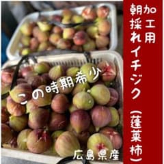 【加工用】朝採れ尾道イチジク(蓬莱柿)減農薬　約2kg クール発送　着払いのサムネイル