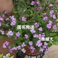 八重咲きシレネ　ライラック　1苗のサムネイル