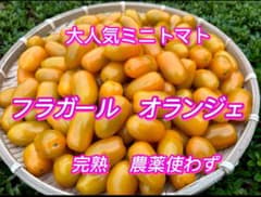 【フルーツミニトマト】　フラガールオランジェ　完熟　農薬使わずのサムネイル