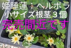 姫睡蓮(ヘルボラ)の小サイズ根茎３個のサムネイル