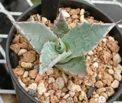 78 アガベ パラサナ 実生【選抜 地植え 耐寒性】 - メルカリ