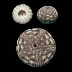 Microcyphus rousseaui ウニの殻 - メルカリ