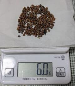 大師大根の種　固定種（6グラム）のサムネイル