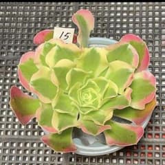 15#観葉植物 アエオニウム錦❤️リバーストーン❤️ 1大頭14cm カット