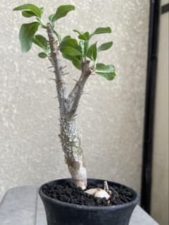セサモタムナス ルガルディー　実生　塊根植物　コーデックス　天狗のゴマすり　４号のサムネイル