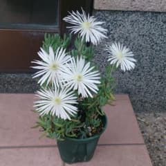 マツバギク 白花 大輪 カット苗5本 - メルカリ