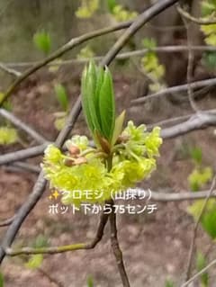 ✨️クロモジ（山採り）ポット下から85センチ - メルカリ