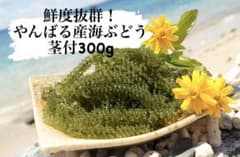 【最短翌日発送】鮮度抜群！やんばる産海ぶどう茎付300gのサムネイル