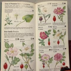 42⑥1986年イギリス植物図鑑 ジャンクジャーナル 洋書古書 ボタン