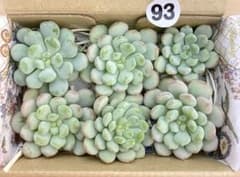 93 多肉植物　多肉弁当　詰め合わせ　セット　カット苗　韓国苗　レッドエッグのサムネイル