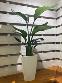 ストレリチア オーガスタ 7号サイズ 鉢植え 観葉植物 - メルカリ