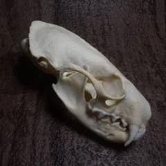 ヤギ 山羊 頭骨 頭蓋骨 骨格標本 貴重】山羊頭骨 黒角 ヤギの頭骨