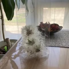 たんぽぽ綿毛　３つ分のサムネイル
