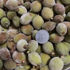 無農薬❗️ 若桃 ❗️若もも❗️ シロップ漬や甘露煮 など にいかがですか❗️のサムネイル