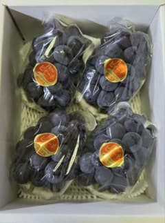 【朝採り:農家直送】9月8日収穫分 岡山県産ピオーネ2kg 贈答にものサムネイル