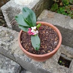 沈丁花のサムネイル