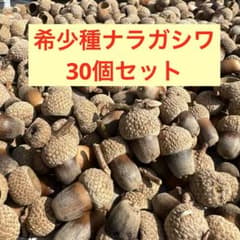 希少種 ナラガシワ 楢柏 とれたて　30個セットのサムネイル