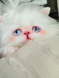 綺麗なオメメの女の子❤エキゾチック子猫ちゃん♡アートドール