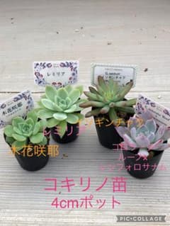 多肉植物 コキリノ苗♡交配種セット - メルカリ
