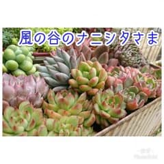 風の谷のナニシタ様のサムネイル