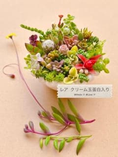 ✽.。.:*多肉植物 カット苗25種 レア クリーム玉蛋白 入り✽.。.:*のサムネイル