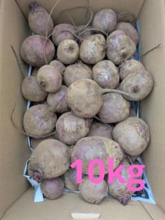 特売【訳あり】　ビーツ　約10キロ　三浦半島　農家直送　農薬不使用(栽培期間)のサムネイル