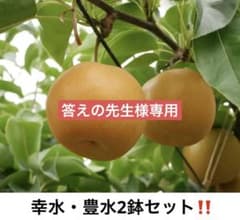 幸水・豊水2鉢セット売り‼️ 梨　苗木　接木　特大‼️5号ポット　※ポットごと発送‼️ 幸水・豊水2鉢セット売り‼️ 梨 苗木 接木 特大‼️5号ポット ※ポット