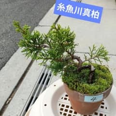 糸魚川真柏　小品盆栽 楽天市場】糸魚川真柏 小品サイズ盆栽（素材）プラ鉢【いよじ園