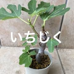 いちじく苗④ イチジク苗 商品説明読んで下さい - メルカリ